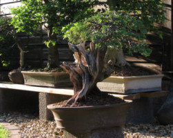 Chinese Juniper bonsai 